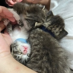 お問合せが殺到しておりますので、受付を中断させていただきます！ - 猫