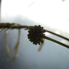 【決まりました】大型　観葉植物　幹太　３本立ち　180㎝　エバーフレッシュ　つぼみたくさん有り　現在、開花していますの画像