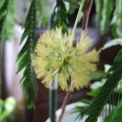 【決まりました】大型　観葉植物　幹太　３本立ち　180㎝　エバーフレッシュ　つぼみたくさん有り　現在、開花していますの画像