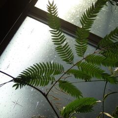 【決まりました】大型　観葉植物　幹太　３本立ち　180㎝　エバーフレッシュ　つぼみたくさん有り　現在、開花していますの画像