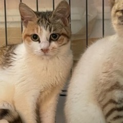 甘えん坊な三毛猫ちゃん