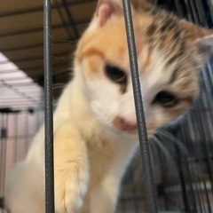 甘えん坊な三毛猫ちゃん - 品川区
