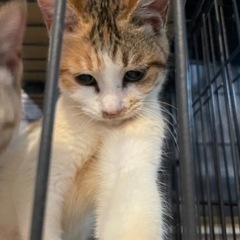 甘えん坊な三毛猫ちゃん - 猫