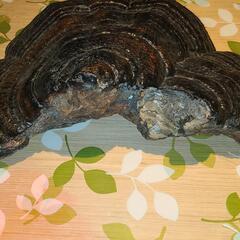 さるのこしかけの画像