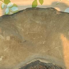 さるのこしかけの画像