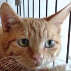 触れ合い猫