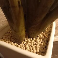 🌲フェイクグリーン🌲の画像