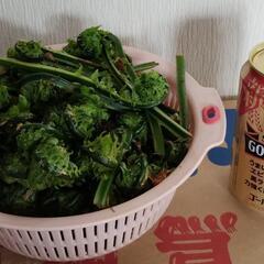 コゴミ採れたて/西会津産の画像
