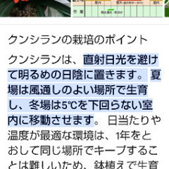 ◯君子蘭の画像