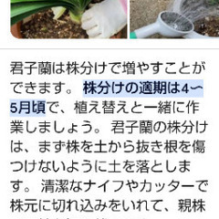 ◯君子蘭の画像
