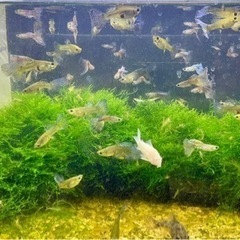 熱帯魚水槽セット（ブルーグラス、コリドラス）の画像
