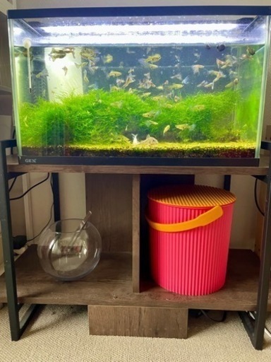 熱帯魚水槽セット（ブルーグラス、コリドラス）