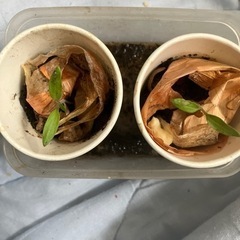 トマトの苗　湘南ポモロンの画像