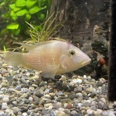 🐟ゲオファーガス•スタインダックネリー　自家繁殖稚魚 5匹セット
