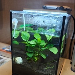 水槽、水草、フィルター、ヒーター、LEDなどのフルセット