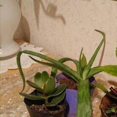 金のなる木✨🌱の画像