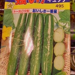 キュウリの苗　本葉２枚目出ました！