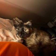 ★里親募集★人が大好きなミニタヌキ…いえサビ猫です♪お喋り大好き...