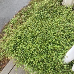 アイビー、ワイヤープランツの画像