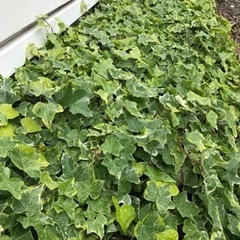 アイビー、ワイヤープランツの画像