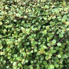 アイビー、ワイヤープランツの画像