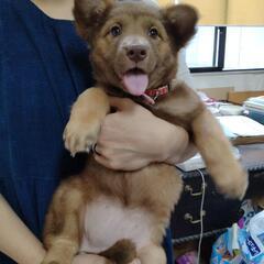 保護犬パピー姉妹のファミリー募集（面会参加条件、終生室内飼育条件）