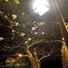 長く続く心の友
