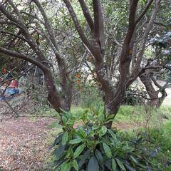キンカンの木　ガーデニング　造園　植木　植物の画像