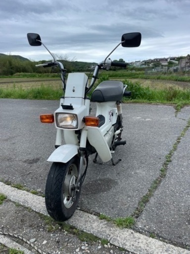 シャリー50 12v リボン柄ノーマル