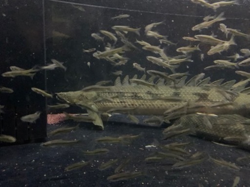 タンガニーカコンギクス56㎝±