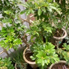 カポック大株鉢植えの画像