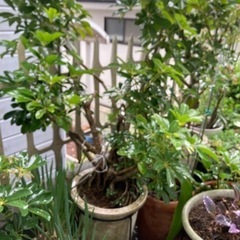 カポック大株鉢植えの画像