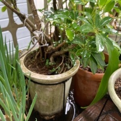 カポック大株鉢植えの画像