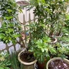 カポック大株鉢植え