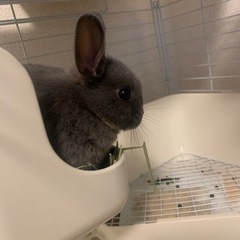 ミニウサギ 生後1ヶ月 【里親候補様決まりました】