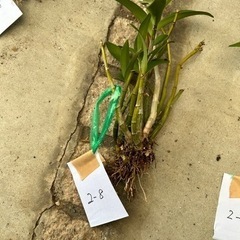 2-8洋ラン　キンギアナム白花株分け