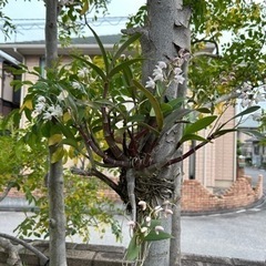 2-1洋ラン　キンギアナム白花株分け　の画像