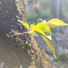 【残2名様】５月瞑想会～てらすははは～　自分の真ん中　自己肯定感　幸せ　希望　笑顔　いのちの力　感謝　本来の自分を生きることに集中の画像