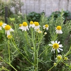 カモミール好きさんへの画像