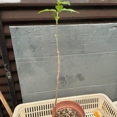 素心蝋梅　若木⑧