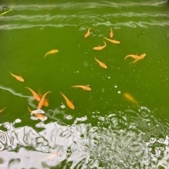 楊貴妃メダカ15匹