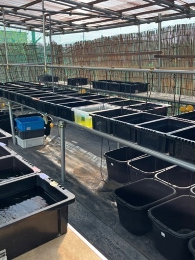 湧月メダカ2024取り扱い品種一覧（お問い合わせ用）