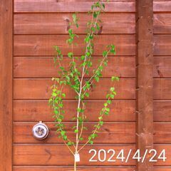【完売】白樺の鉢植え　No.35　162cmの画像