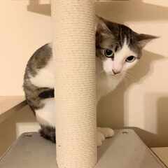 in江南市☆保護猫をオウチに迎えよう！☆2024年4月28日（日...