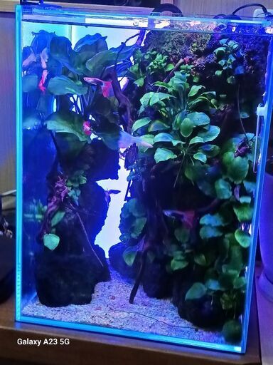 水槽 溶岩石崖っぷちレイアウト