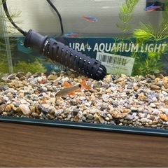 レインボーシャーク　熱帯魚の画像