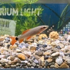 レインボーシャーク　熱帯魚