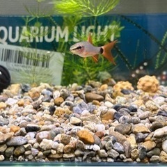 レインボーシャーク　熱帯魚の画像