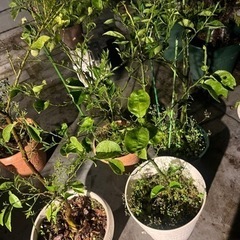 柑橘系の木5 コの画像