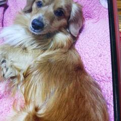 ダックスとトイプードルのミックス犬